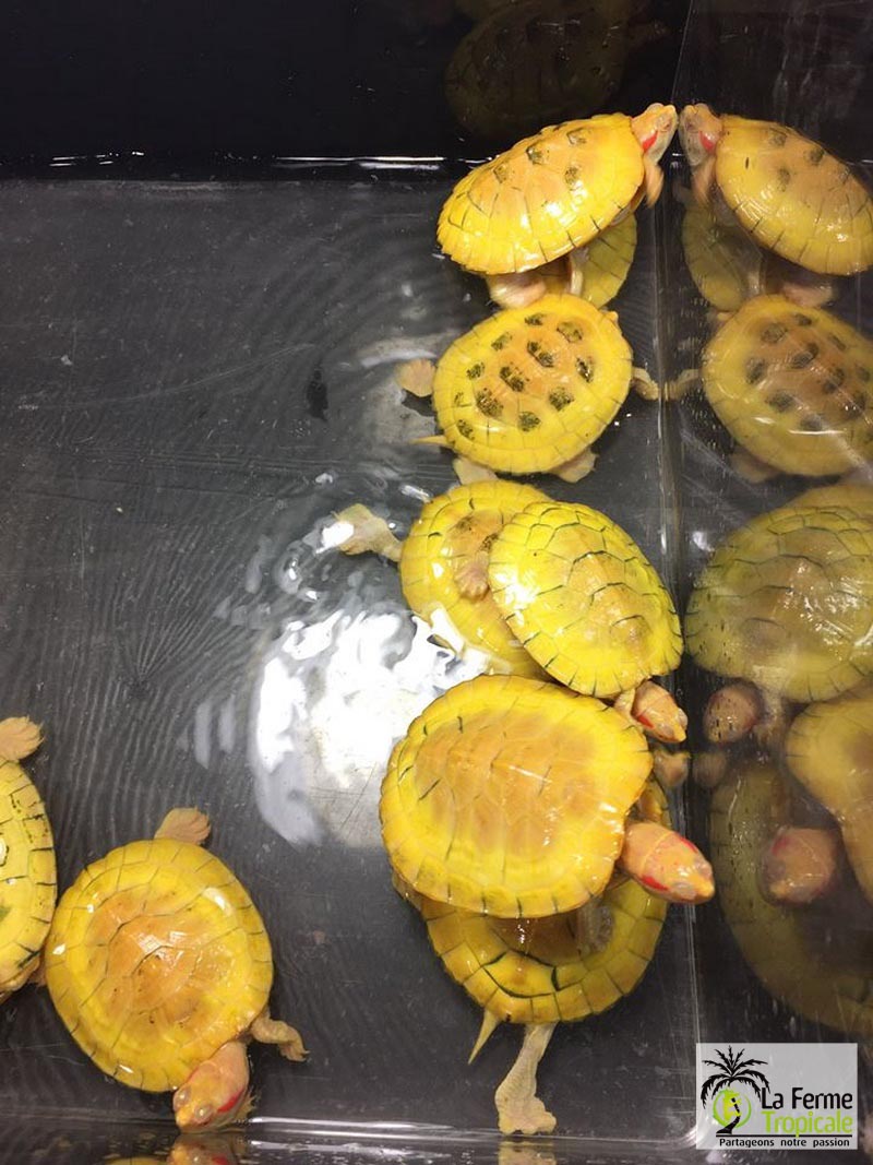 [Voyage] National Reptile Breeders Expo, Daytona Beach, Floride
